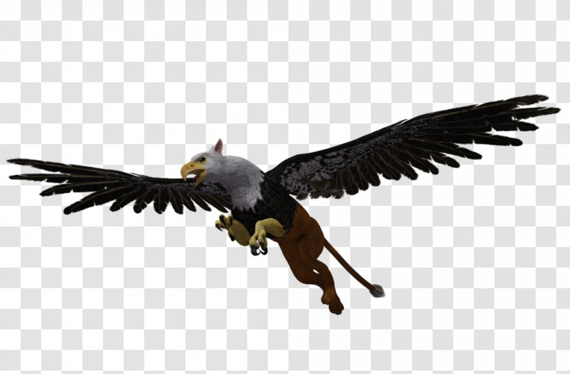 Bird Bald Eagle Griffin Vulture - Rendering Transparent PNG