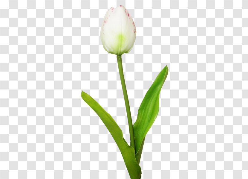 Tulip Cut Flowers Plant Stem Bud Petal - Seed Transparent PNG