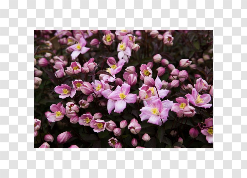 Anemone Clematis 'Fragrant Spring' Plant Vine Shrub - Groundcover Transparent PNG