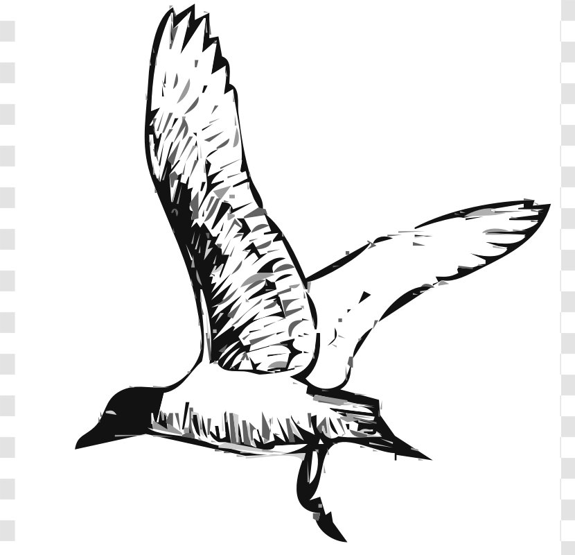 Gulls Bird Clip Art - Feather - Graphics Transparent PNG