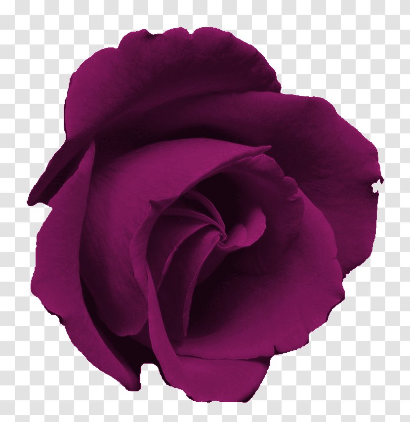 Blue Rose Flower Clip Art - Flowering Plant - Purple Transparent PNG
