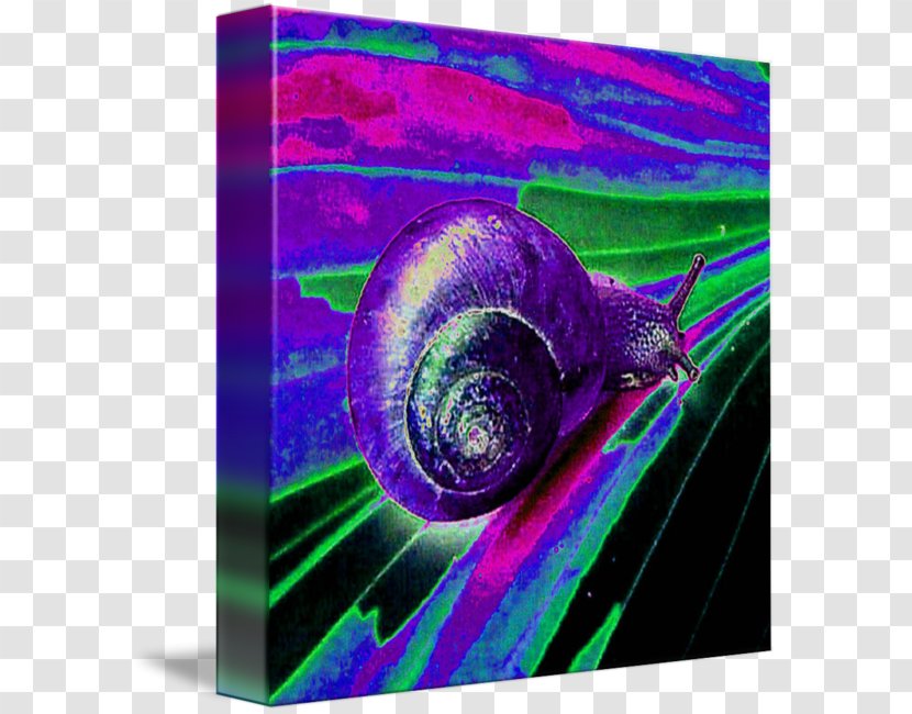 Close-up Organism - Magenta - Watercolor Snail Transparent PNG