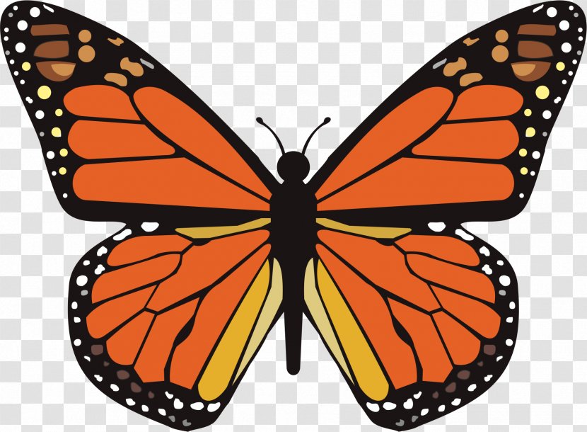 Monarch Butterfly Animal Migration Viceroy Insect Wing - Moths And Butterflies Transparent PNG