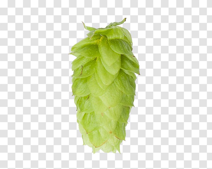 Leaf - Humulus Lupulus Transparent PNG