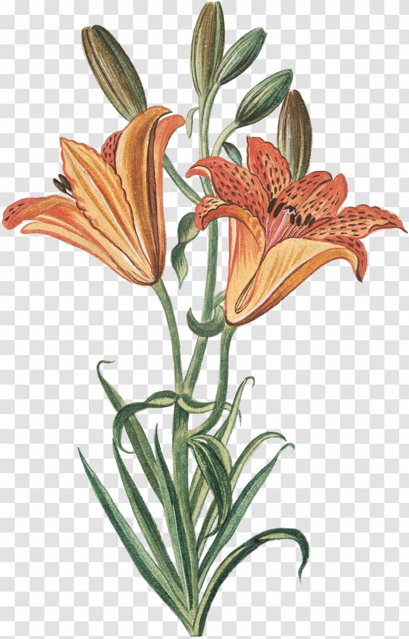 Cut Flowers Plant Stem Flowerpot - Lily - Orange Transparent PNG