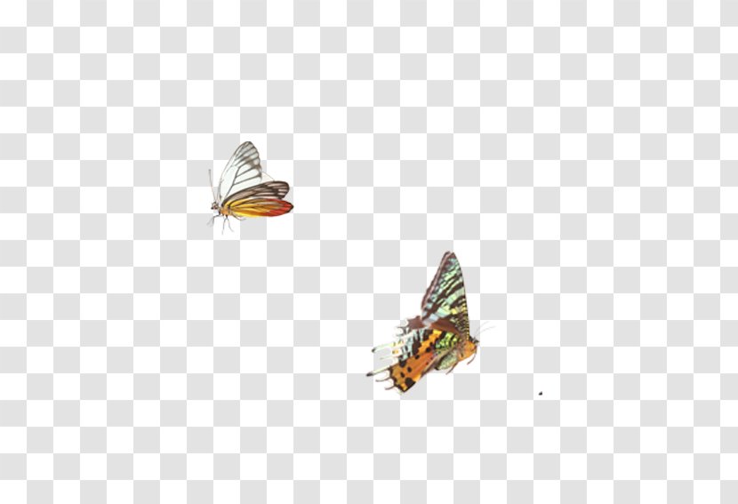 Monarch Butterfly Moth - Pattern Transparent PNG