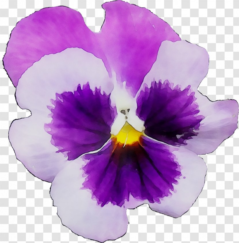 Pansy Cattleya Orchids - Violet Family Transparent PNG
