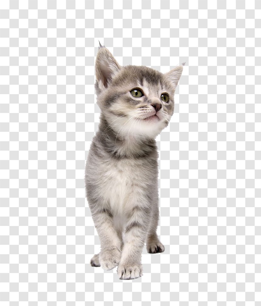 Cat CorelDRAW Dog Kitten Pet - A Image Transparent PNG