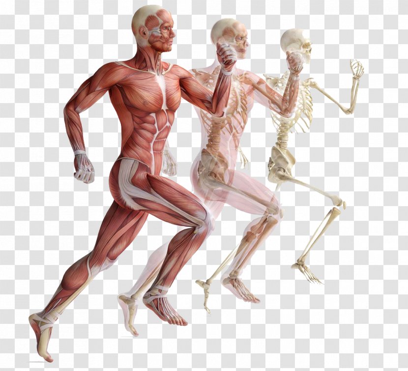 Skeletal Muscle Human Skeleton Muscular System - Tree - Movement Of Anatomy Transparent PNG