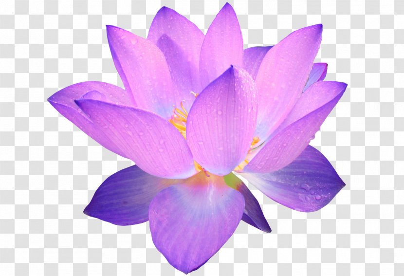 Lavender - Crocus Transparent PNG