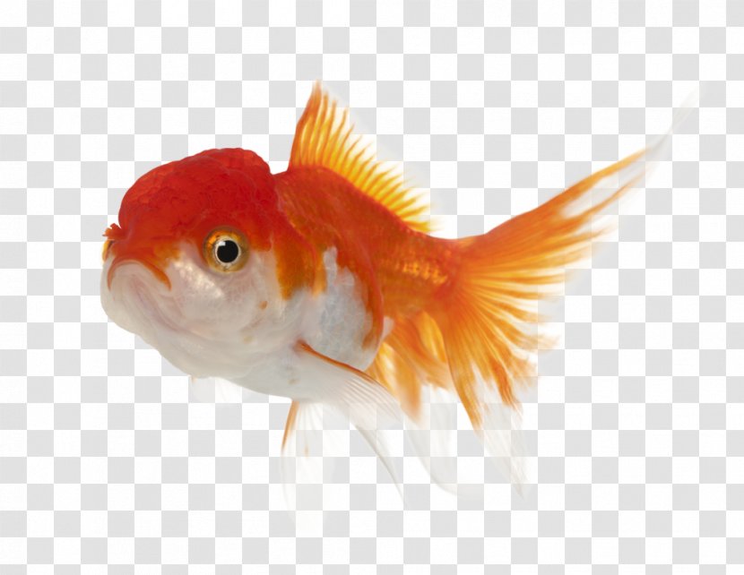 Lionhead Oranda Common Goldfish Koi - Lion Transparent PNG