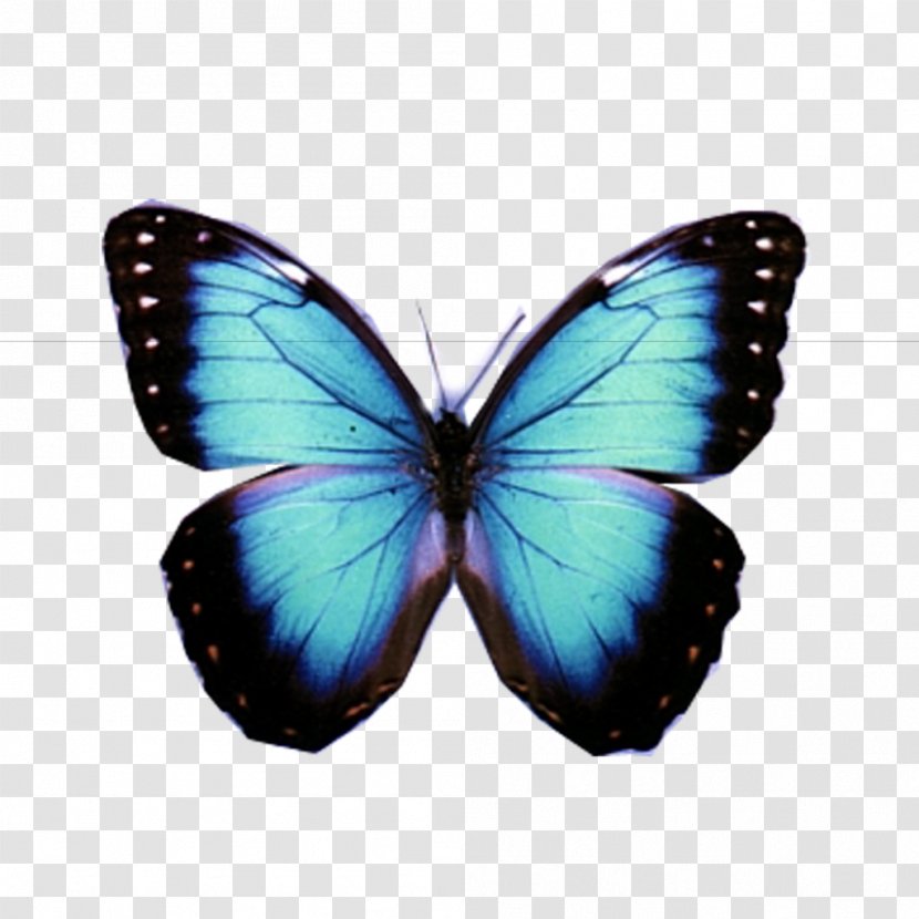 Butterfly Mariposa Traicionera Image Compression - Butterflies And Moths Transparent PNG