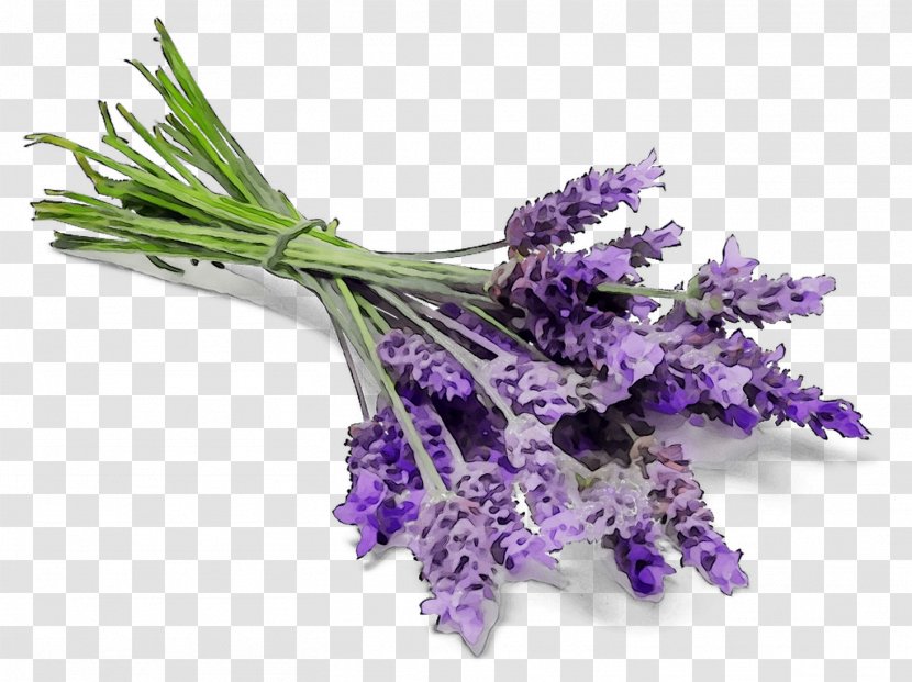 Essential Oil Deodorant Lavender Lotion DoTERRA - Violet - French Transparent PNG