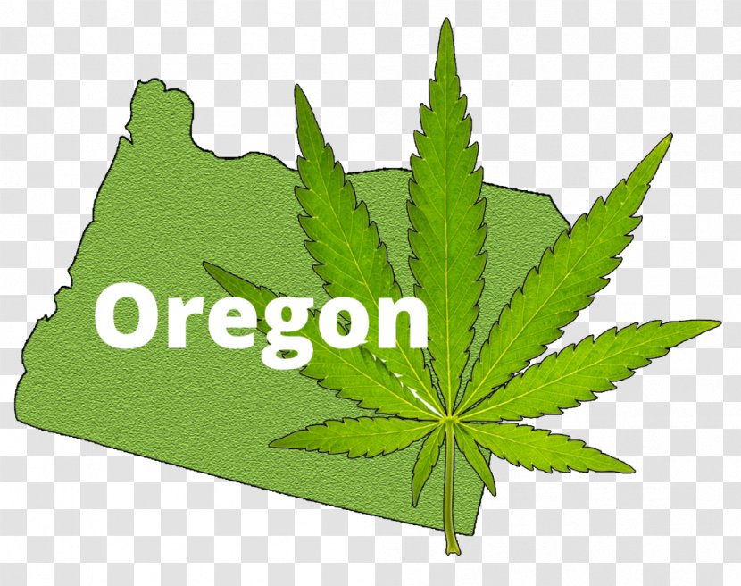 Cannabis In Oregon Medical Recreational Drug Use - Plant - Marijuana Transparent PNG