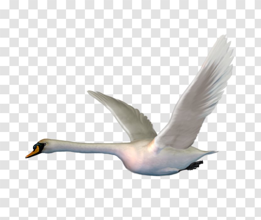 Cygnini Bird Goose Clip Art - Seabird Transparent PNG
