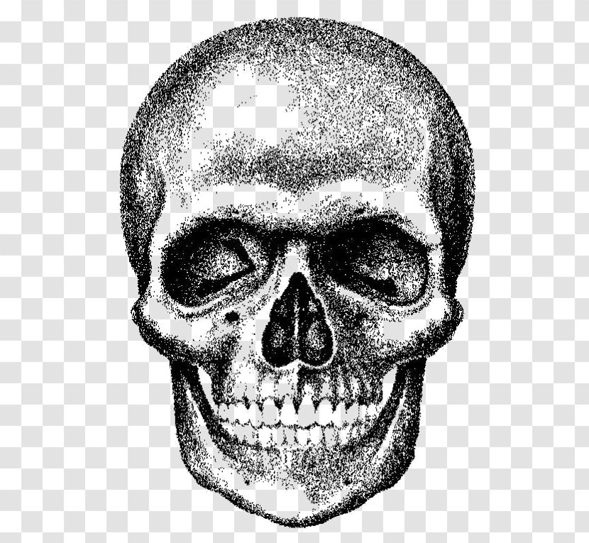 Skull Royalty-free - Can Stock Photo Transparent PNG