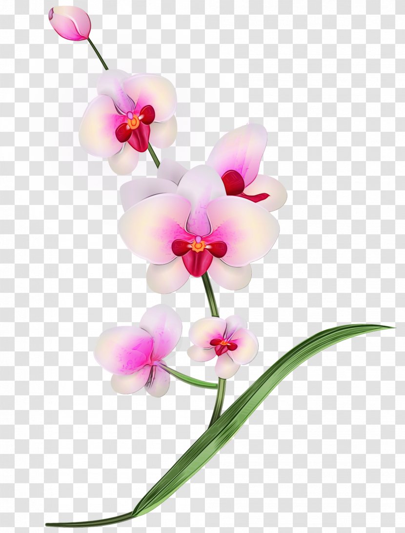 Flower Flowering Plant Moth Orchid Petal - Pedicel Transparent PNG