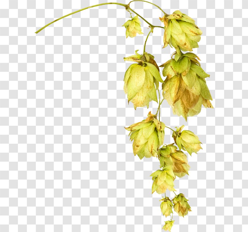 Flower Photography Clip Art Transparent PNG