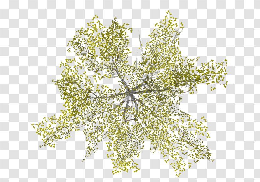 Tree Architecture - Top View Transparent PNG