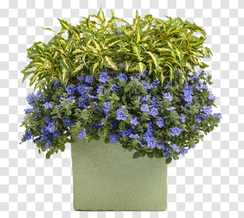 Evolvulus Glomeratus Flowerpot Blue - Cobalt - Flower Transparent PNG