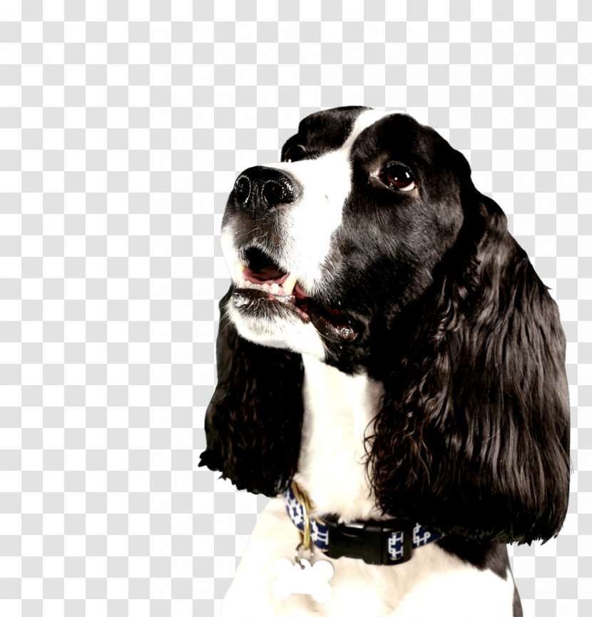 English Springer Spaniel Russian Pet Sitting Beagle Dog Breed Transparent PNG