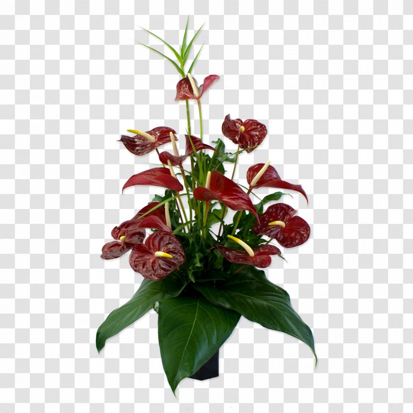 Anthurium Andraeanum Flower Bouquet Floristry Floral Design - Flowerpot - Tropical Transparent PNG