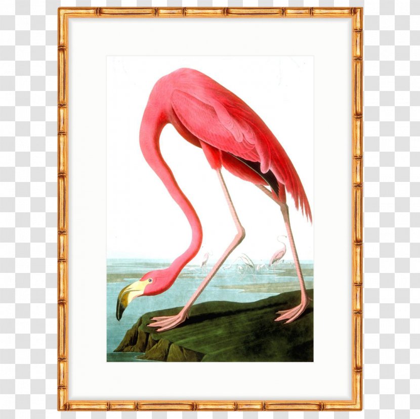 The Birds Of America American Flamingo National Audubon Society - Picture Frame - Flamingos Transparent PNG