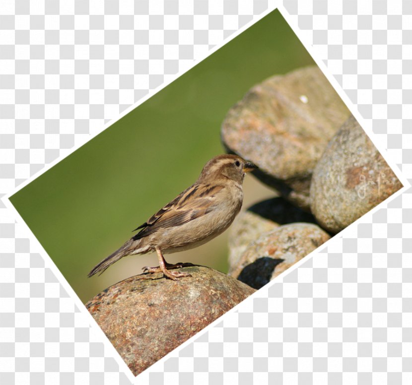 Wren Fauna Beak - Sparrow Bird Transparent PNG