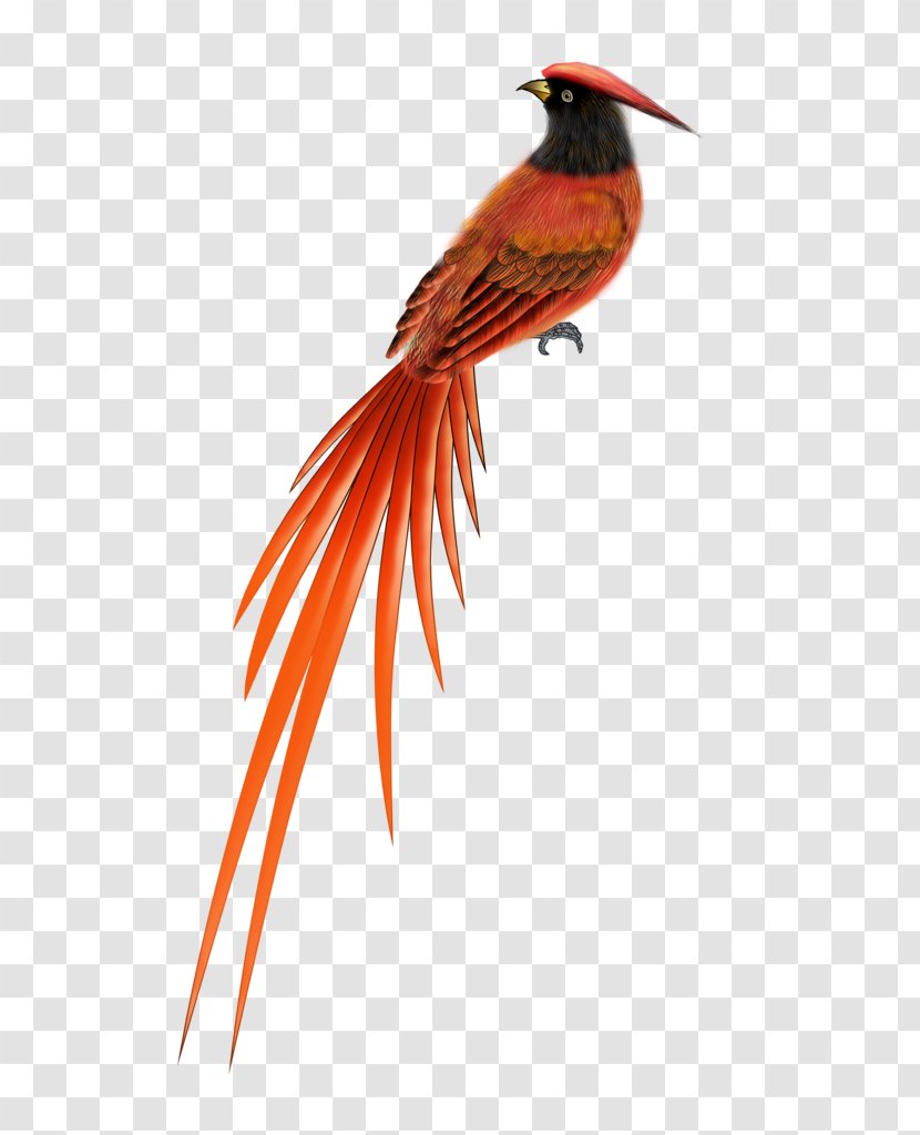 Songbird Golden Pheasant Clip Art - Hummingbird - Bird Transparent PNG