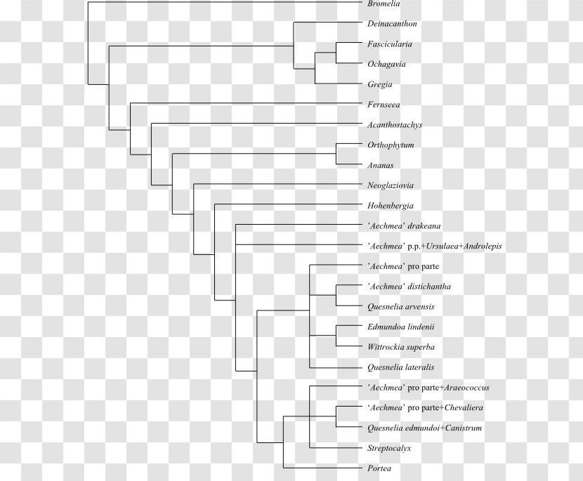 Cladogram Phylogenetic Tree Cladistics Phylogenetics Systematics - Plant - Tillandsia Transparent PNG