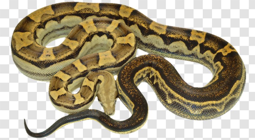 Boa Constrictor Hognose Snake Reptile Kingsnakes Transparent PNG