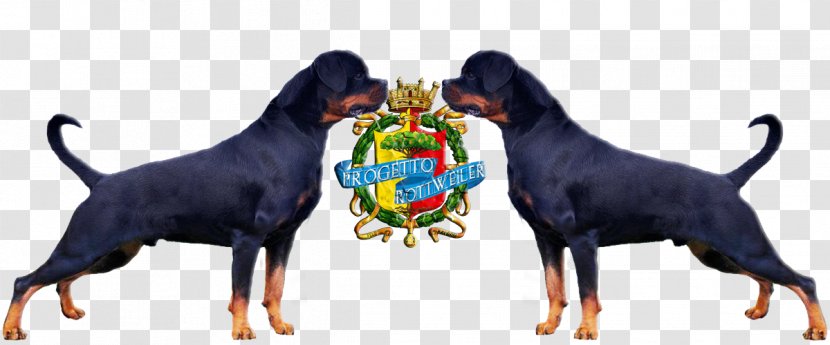 Rottweiler Polish Hunting Dog Rocca Brancaleone German Pinscher Dobermann - Italian Kennel Club - Ink Style Transparent PNG