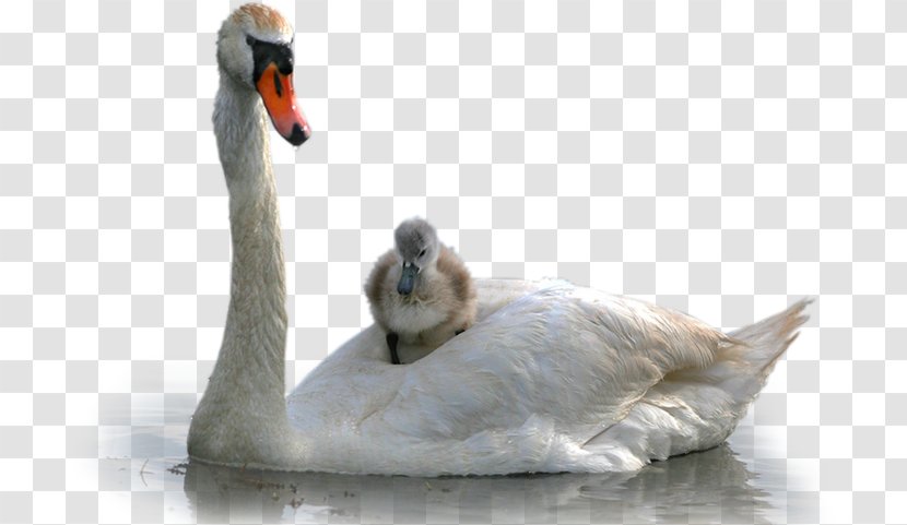 Cygnini Duck Grey Geese Clip Art - тепло Transparent PNG