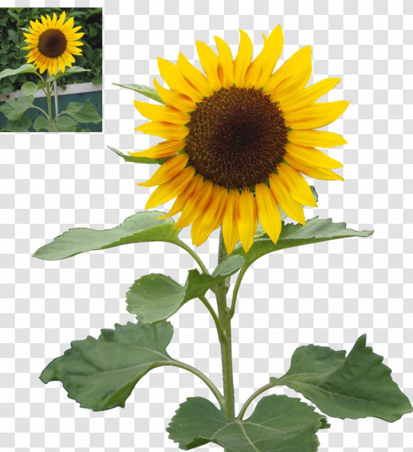Common Sunflower Seed Daisy Family - Flower - Sun Transparent PNG
