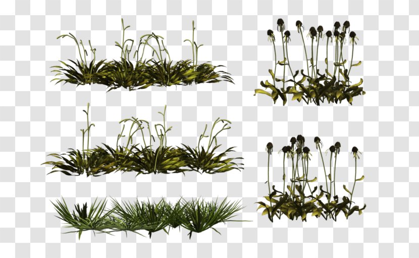 Herbaceous Plant Clip Art - Liveinternet - Vegetation Transparent PNG