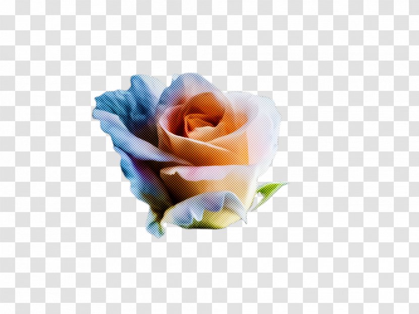 Rainbow Rose - Order Plant Transparent PNG