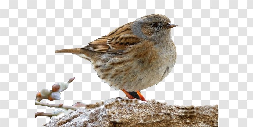 House Sparrow Bird Parrot Moineau - Emberizidae Transparent PNG