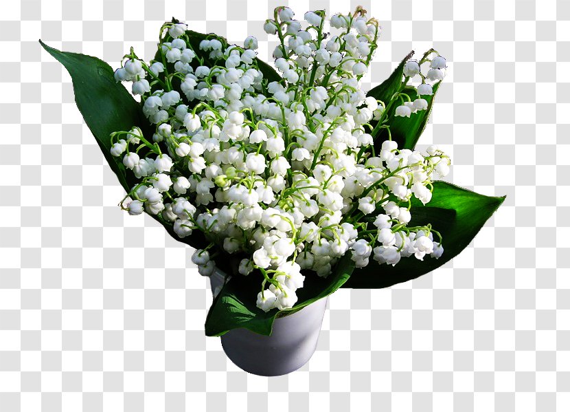 Lily Of The Valley Cut Flowers Floral Design Flower Bouquet Transparent PNG