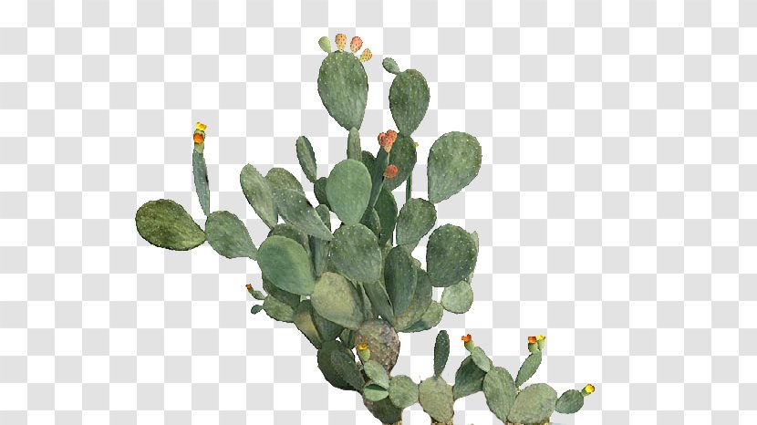 Barbary Fig Eastern Prickly Pear Cactaceae Beavertail Cactus Plant - Seed Transparent PNG
