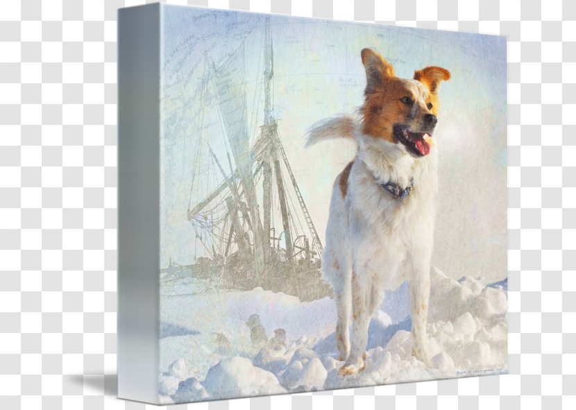 Dog Breed Icelandic Sheepdog Painting - Group - In Kind Transparent PNG