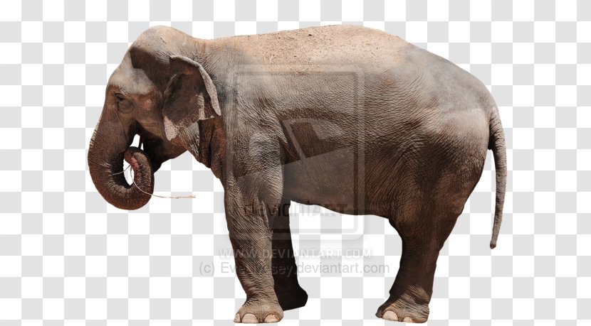 Indian Elephant African Curtiss C-46 Commando Fauna Wildlife - Terrestrial Animal - Painting Transparent PNG