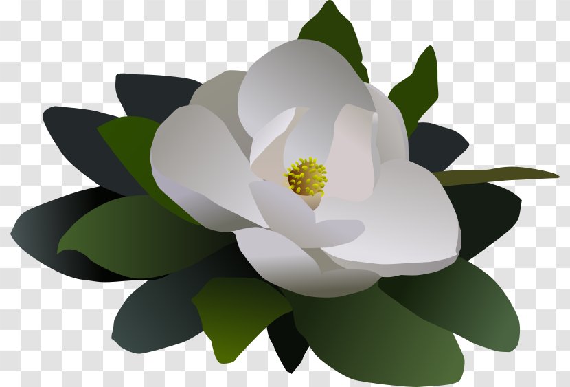 Clip Art Openclipart Image Vector Graphics Free Content - Flower - Magnolia Transparent PNG