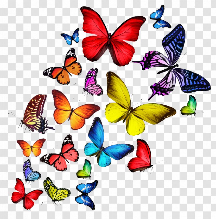 Butterfly T-shirt Stock Photography Wallpaper - Coloring Book - Colorful Transparent PNG