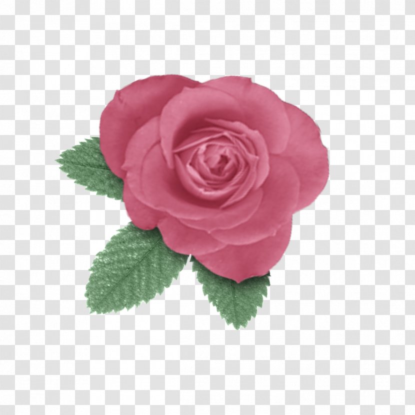 Centifolia Roses Paper Flower Garden Rosaceae - Rose Transparent PNG