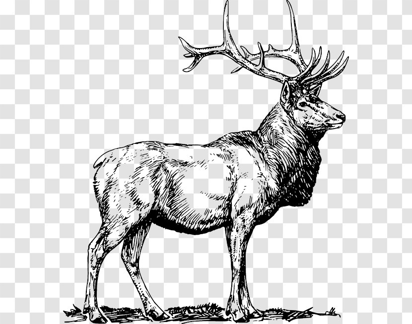 Elk Deer Clip Art Transparent PNG