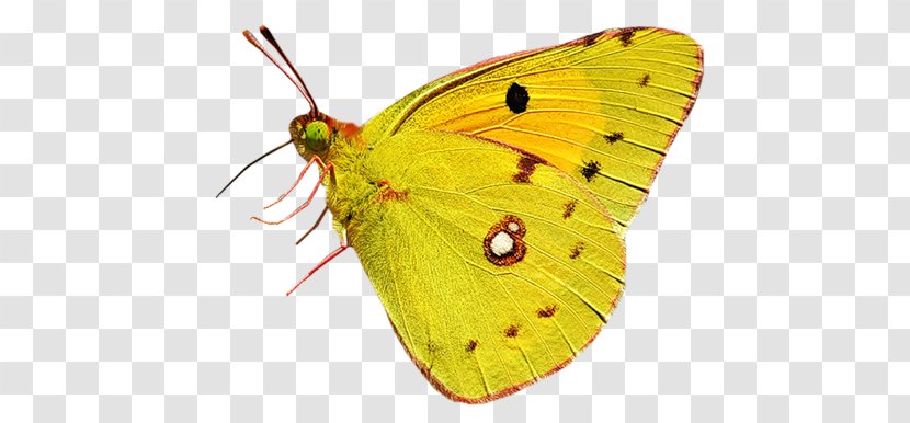 Colias Butterfly Moth Nymphalidae - Arthropod Transparent PNG