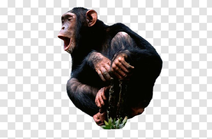 Common Chimpanzee Desktop Wallpaper Monkey Transparent PNG