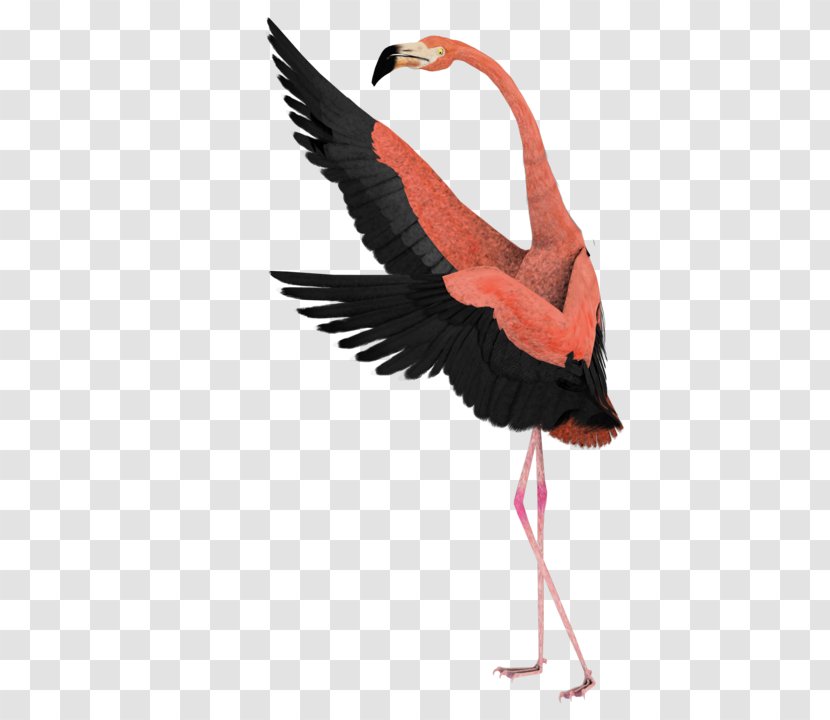 Flamingo Watercolor - Drawing - Ibis Wing Transparent PNG