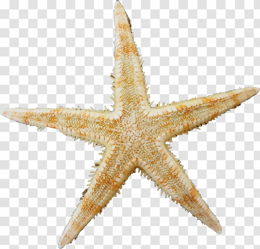 School Cartoon - Starfish - Star Transparent PNG