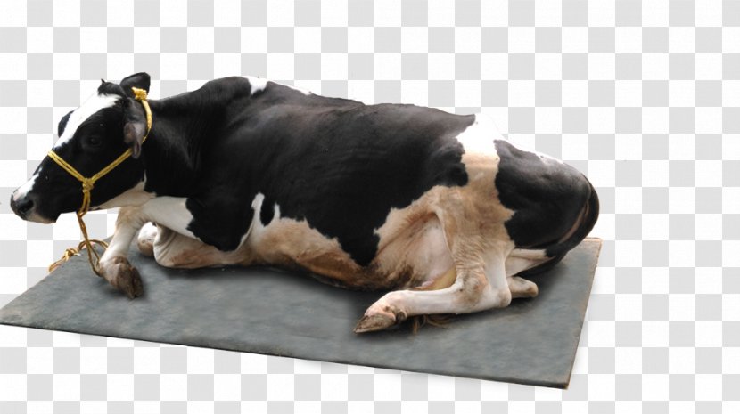 Cattle Mattress Manufacturing Agriculture Transparent PNG